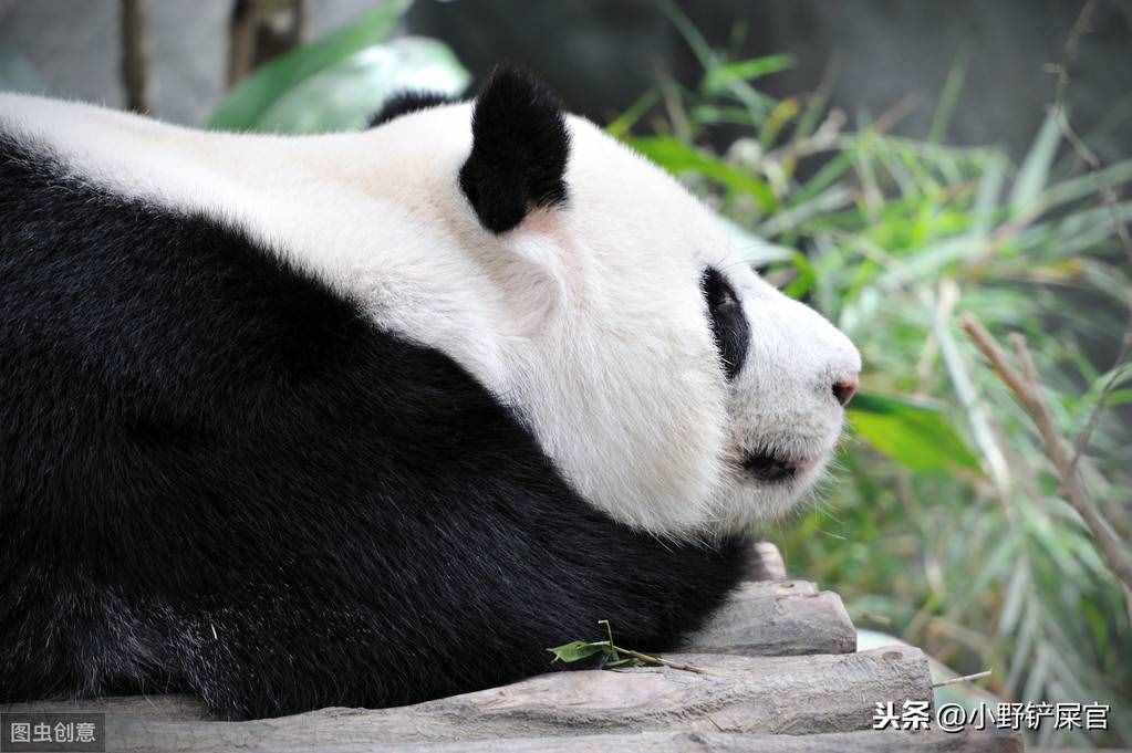 世界上動物千千萬，為什么只有大熊貓是國寶？《山海經(jīng)》來告訴你