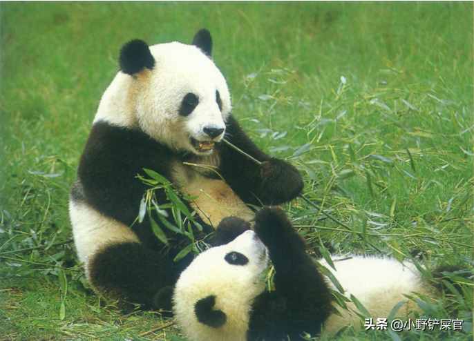 世界上動物千千萬，為什么只有大熊貓是國寶？《山海經(jīng)》來告訴你