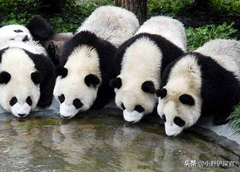 世界上動物千千萬，為什么只有大熊貓是國寶？《山海經(jīng)》來告訴你