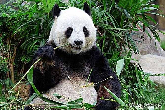 世界上動物千千萬，為什么只有大熊貓是國寶？《山海經(jīng)》來告訴你
