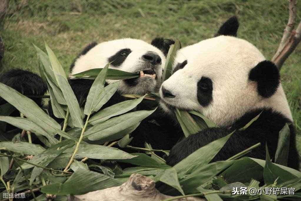世界上動物千千萬，為什么只有大熊貓是國寶？《山海經(jīng)》來告訴你