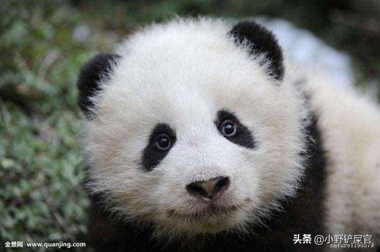 世界上動物千千萬，為什么只有大熊貓是國寶？《山海經(jīng)》來告訴你