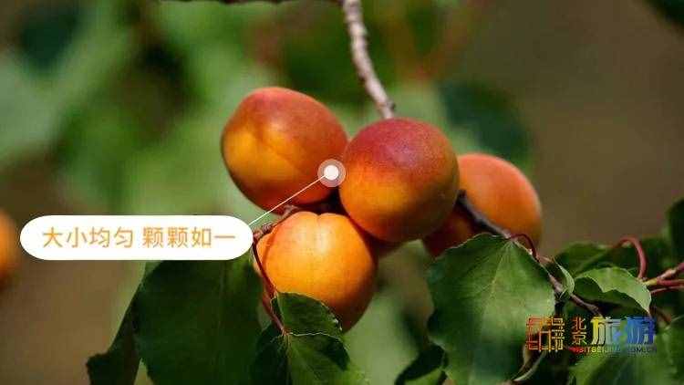 去京郊平谷“杏”福采摘——北寨紅杏熟了！