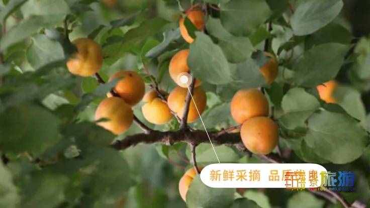 去京郊平谷“杏”福采摘——北寨紅杏熟了！
