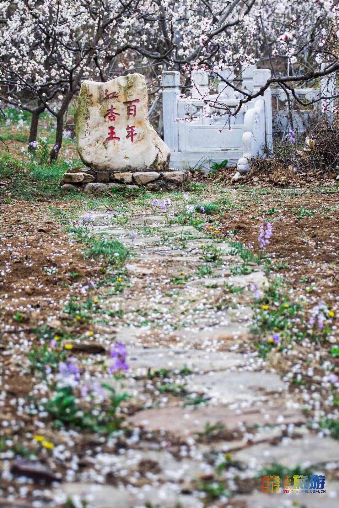 去京郊平谷“杏”福采摘——北寨紅杏熟了！