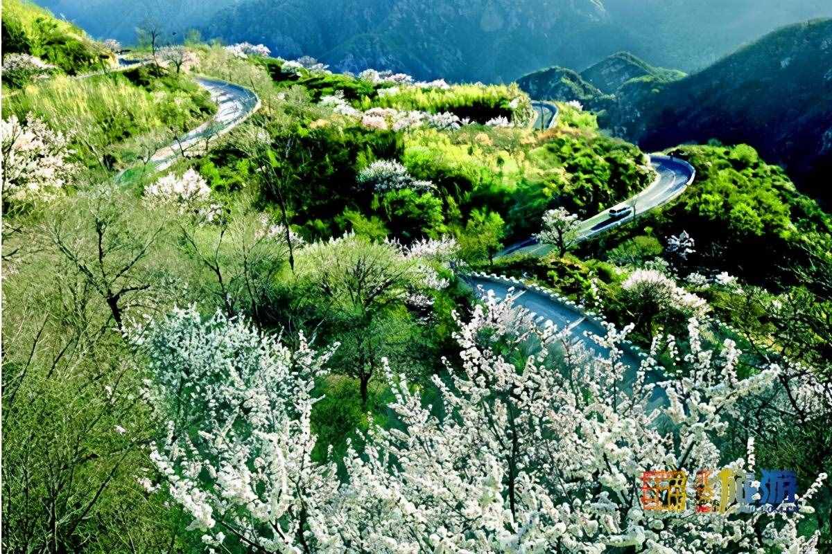 去京郊平谷“杏”福采摘——北寨紅杏熟了！