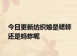今日更新紡織娘是蟋蟀還是螞蚱呢