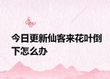今日更新仙客來花葉倒下怎么辦