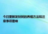今日更新發(fā)財樹的養(yǎng)殖方法和注意事項是啥