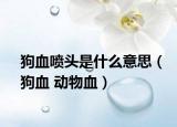 狗血噴頭是什么意思（狗血 動物血）
