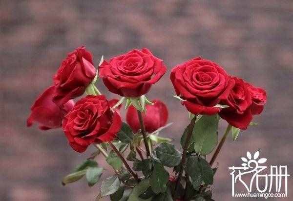 11朵紅玫瑰花語是什么，一心一意的愛