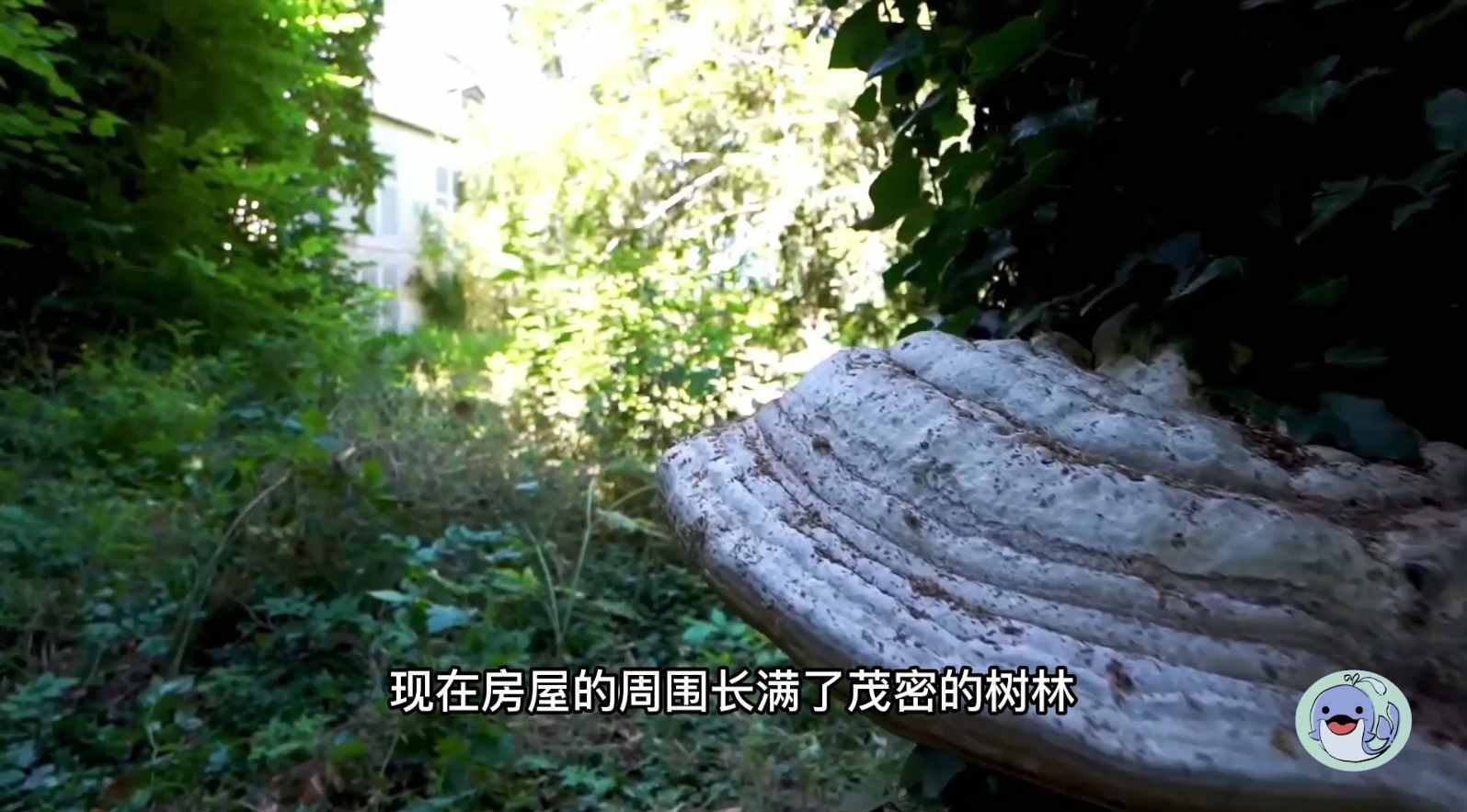 美國(guó)森林廢棄38年的城堡，一位中國(guó)女性來到這里，孤獨(dú)的生活