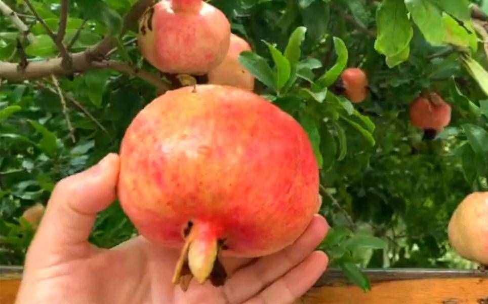 如何快速剝石榴？教你1招，石榴籽自動掉落，不臟手，比香蕉簡單