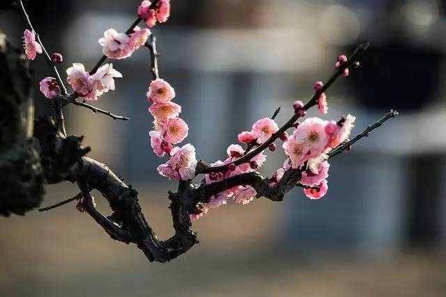 歲寒三友是哪三種植物，有什么含義？怎么養(yǎng)