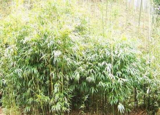 歲寒三友是哪三種植物，有什么含義？怎么養(yǎng)