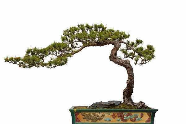 歲寒三友是哪三種植物，有什么含義？怎么養(yǎng)