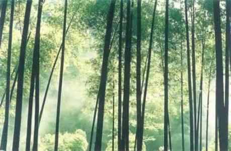 歲寒三友是哪三種植物，有什么含義？怎么養(yǎng)