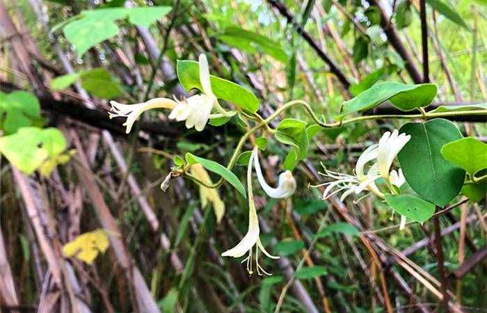 不是所有的花都有蜜，這8種蜂蜜根本不存在，遇到千萬不要買