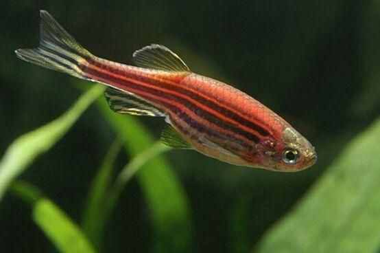 精心挑選6種最容易飼養(yǎng)的觀賞魚，奉獻給魚友，說錯了我就罰酒喝
