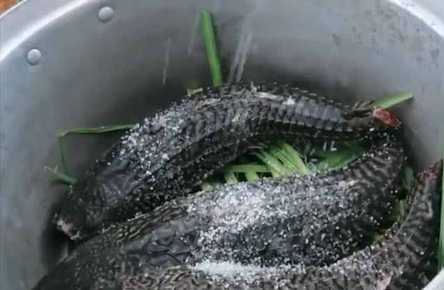 大吃貨帝國子民都不吃的清道夫到底是一種什么魚？能吃嗎？