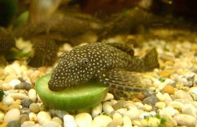 大吃貨帝國子民都不吃的清道夫到底是一種什么魚？能吃嗎？
