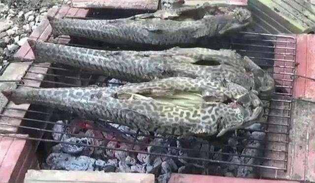 大吃貨帝國子民都不吃的清道夫到底是一種什么魚？能吃嗎？