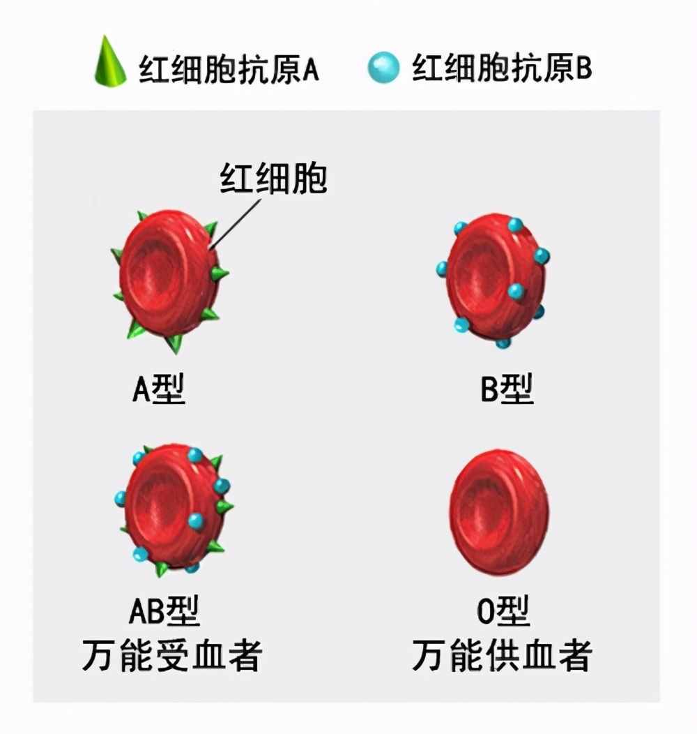 人的血型真的會(huì)影響性格嗎