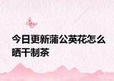 今日更新蒲公英花怎么曬干制茶