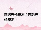 肉鴿養(yǎng)殖技術(shù)（肉鴿養(yǎng)殖技術(shù)）
