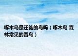 啄木鳥是遷徙的鳥嗎（啄木鳥 森林常見的留鳥）