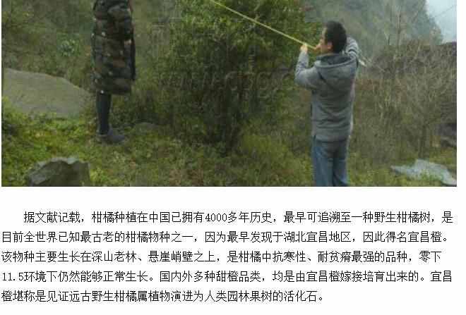 為什么橘生淮南則為橘，橘生淮北則為枳？