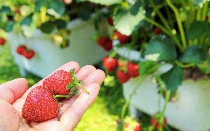 陽臺盆栽草莓種植攻略，從幼苗、開花到結(jié)果，全過程指導(dǎo)