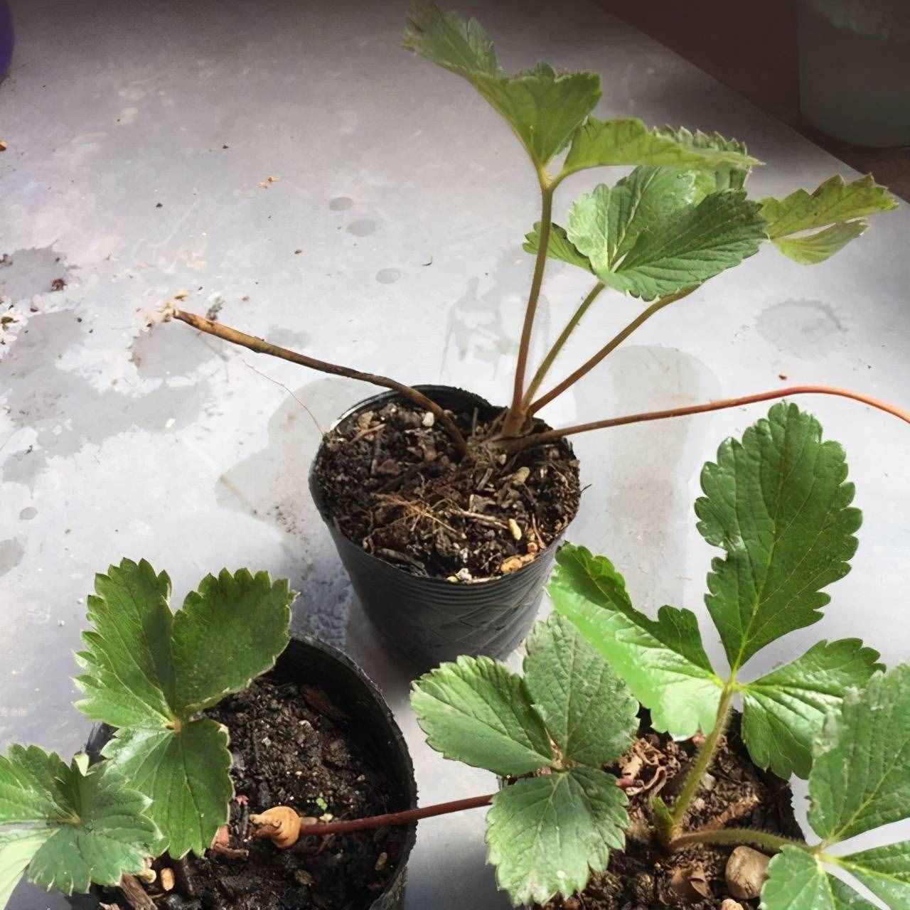 陽臺盆栽草莓種植攻略，從幼苗、開花到結(jié)果，全過程指導(dǎo)