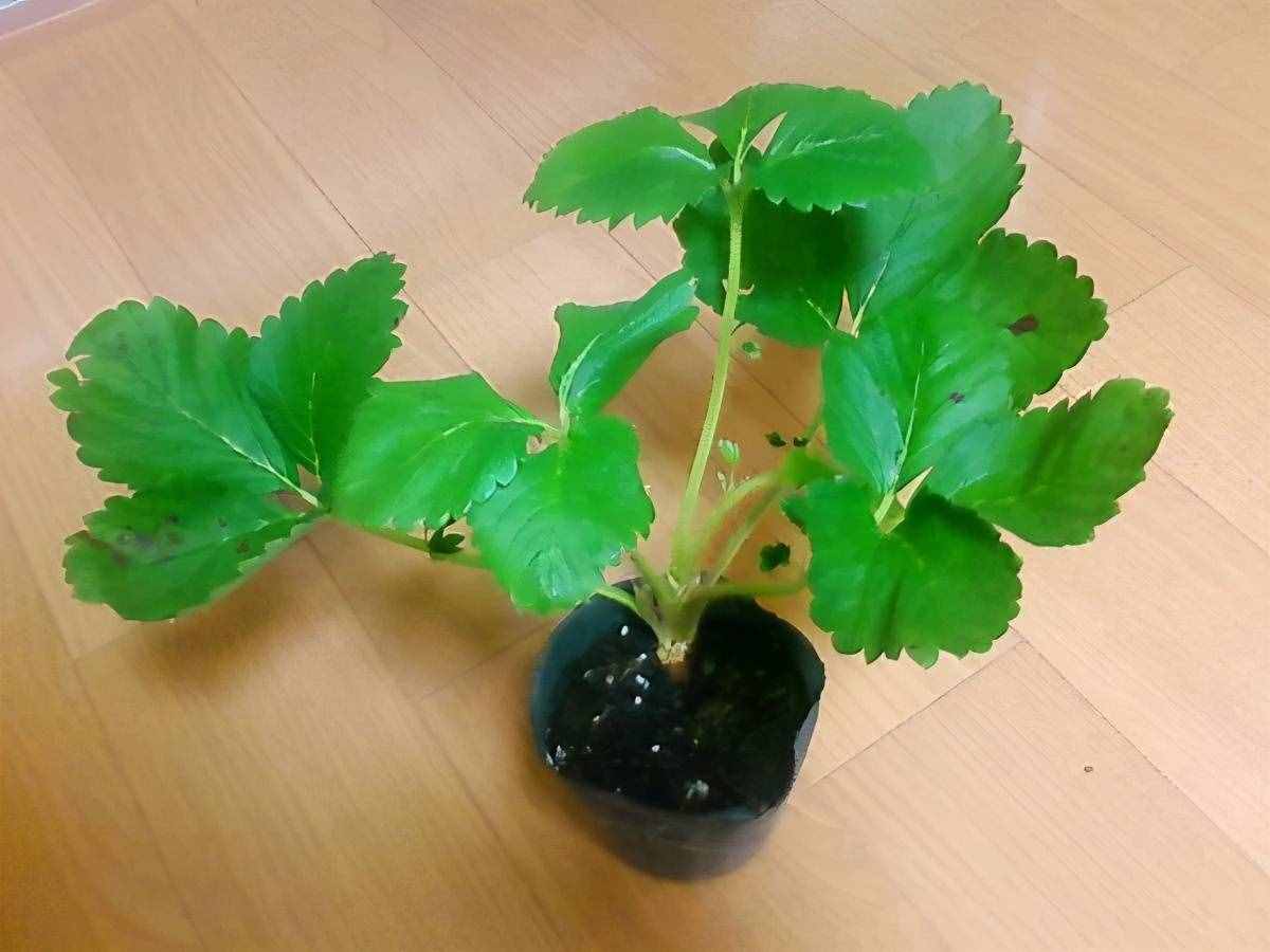 陽臺盆栽草莓種植攻略，從幼苗、開花到結(jié)果，全過程指導(dǎo)