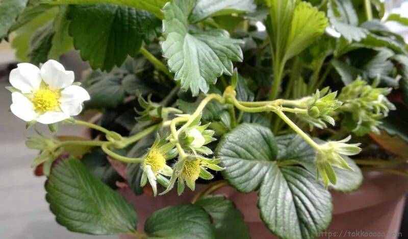 陽臺盆栽草莓種植攻略，從幼苗、開花到結(jié)果，全過程指導(dǎo)