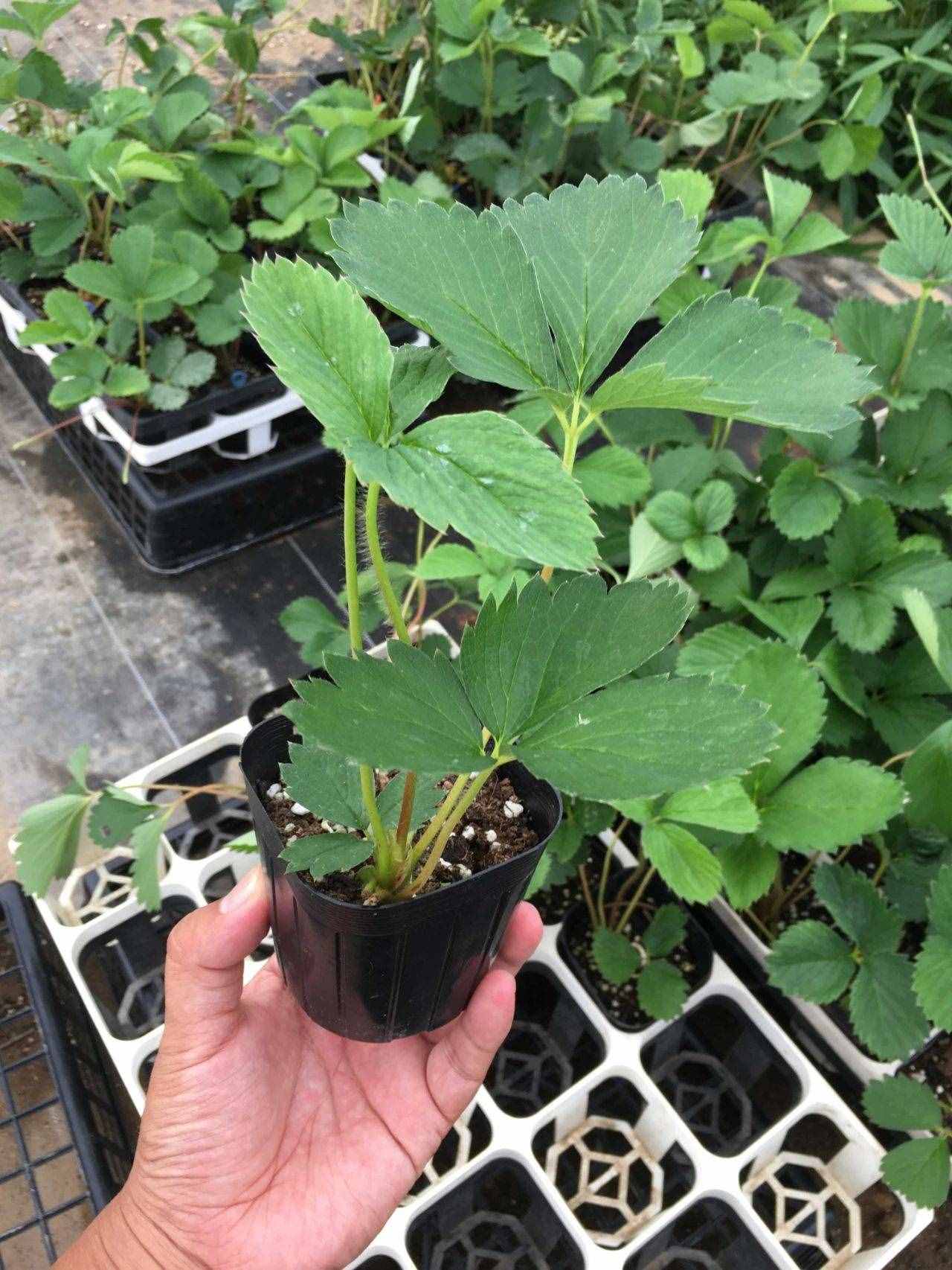 陽臺盆栽草莓種植攻略，從幼苗、開花到結(jié)果，全過程指導(dǎo)
