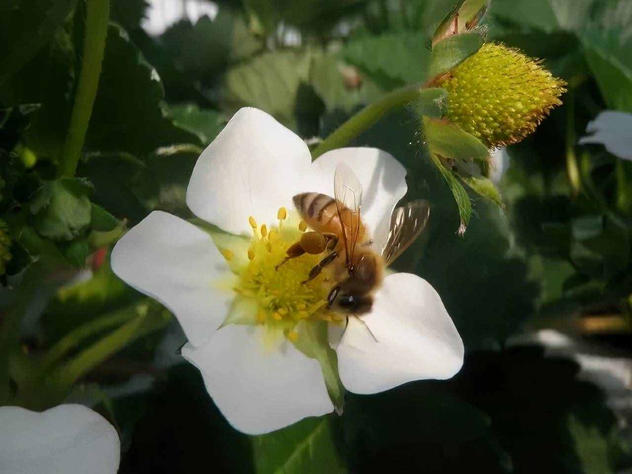 陽臺盆栽草莓種植攻略，從幼苗、開花到結(jié)果，全過程指導(dǎo)