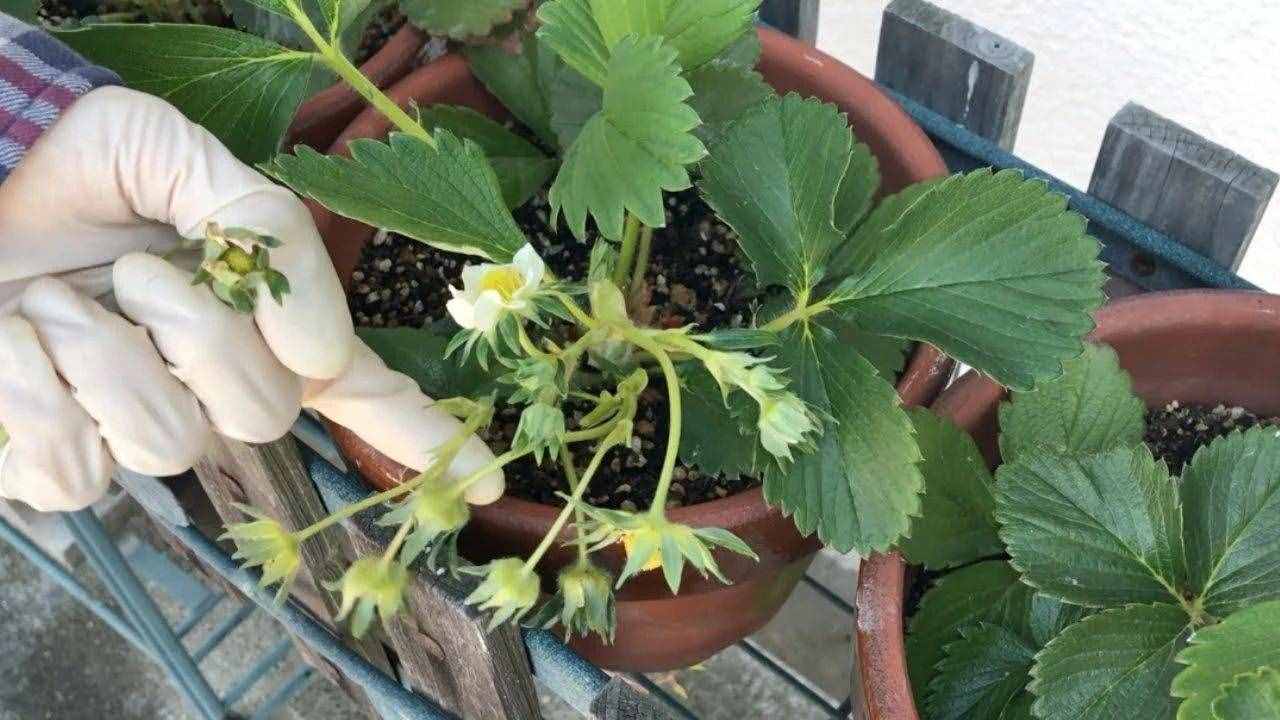 陽臺盆栽草莓種植攻略，從幼苗、開花到結(jié)果，全過程指導(dǎo)