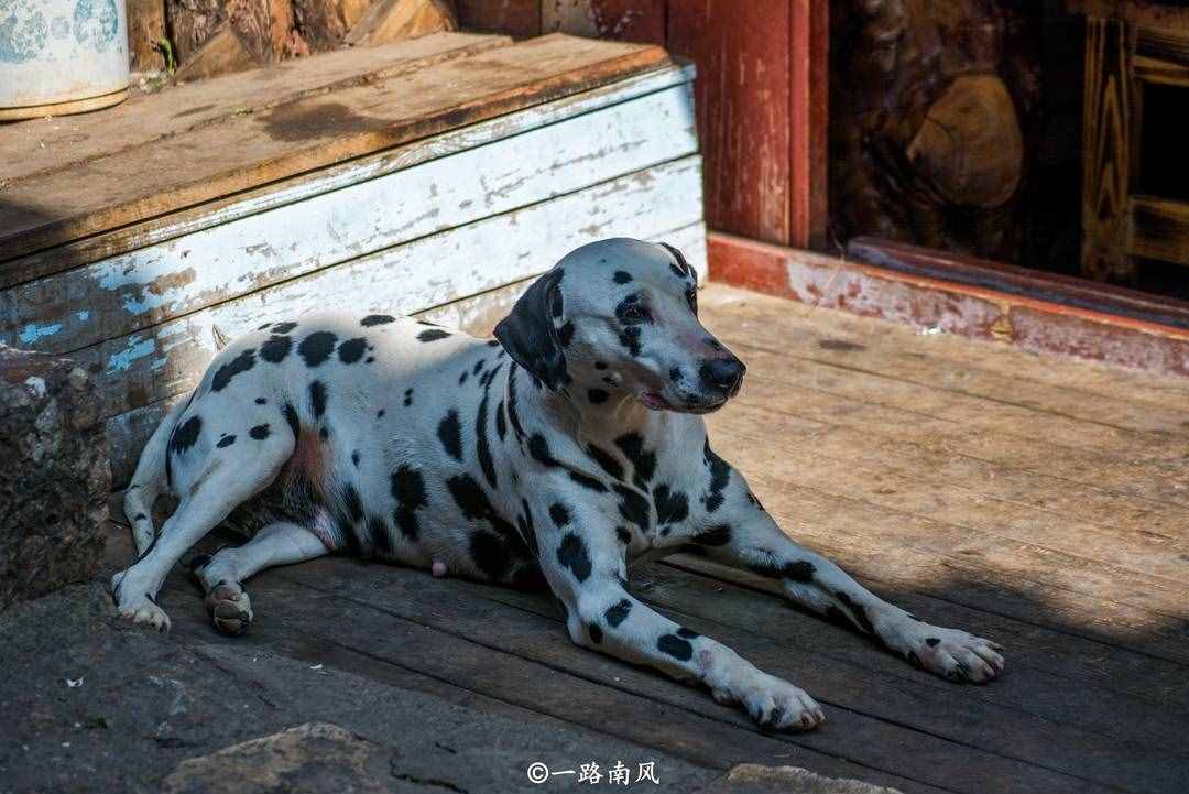 平均海拔高達2416米的麗江古城，冬天依然繁花似錦！