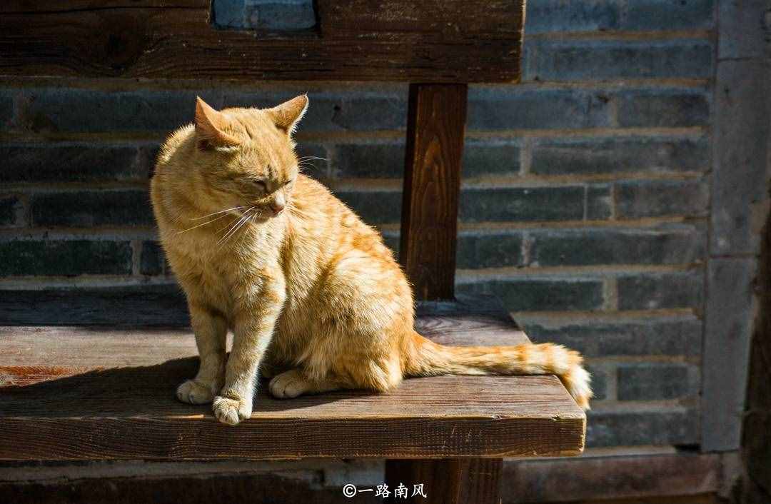 平均海拔高達2416米的麗江古城，冬天依然繁花似錦！