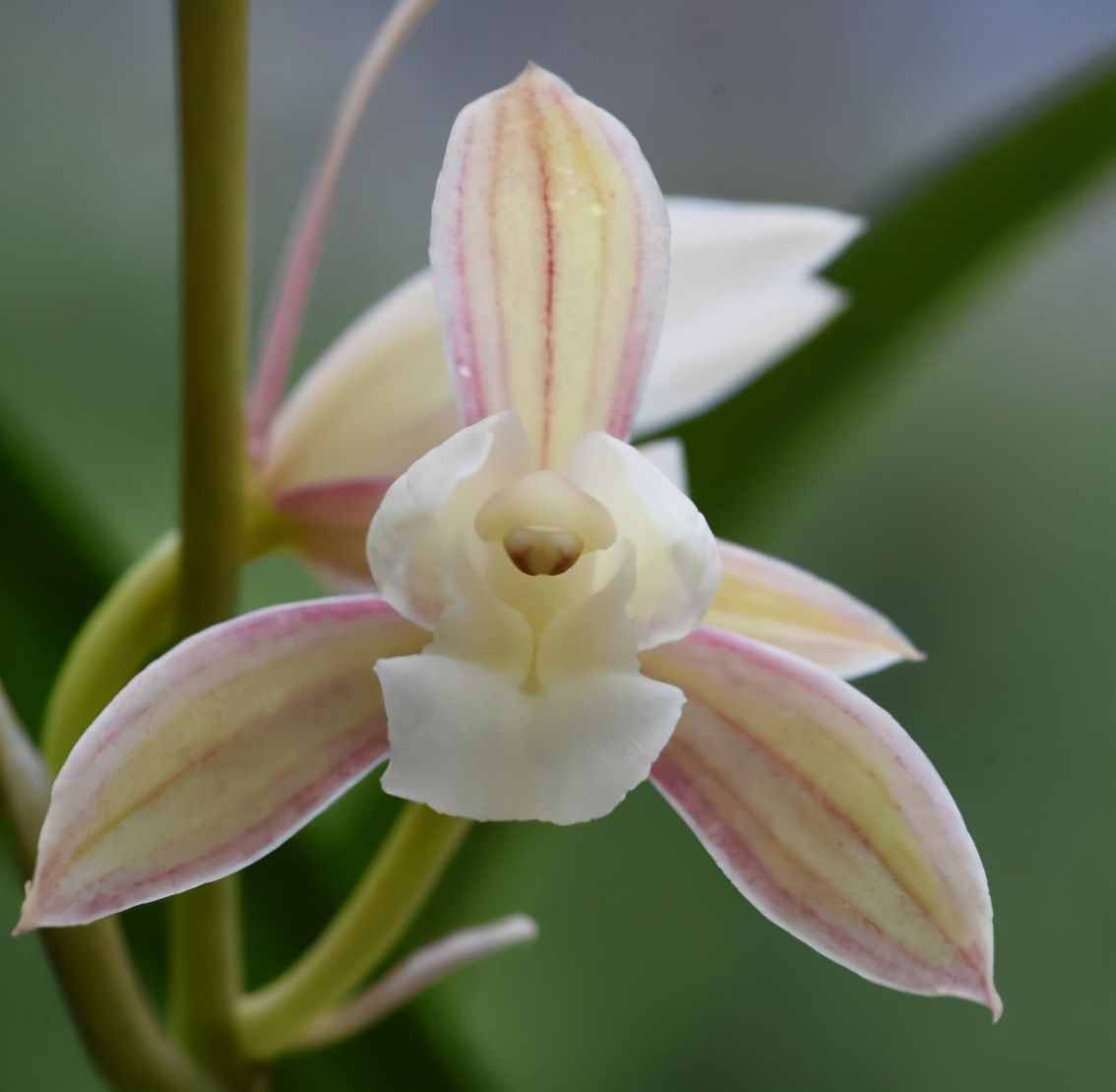 六月份中旬了，什么蘭花品種會開花？