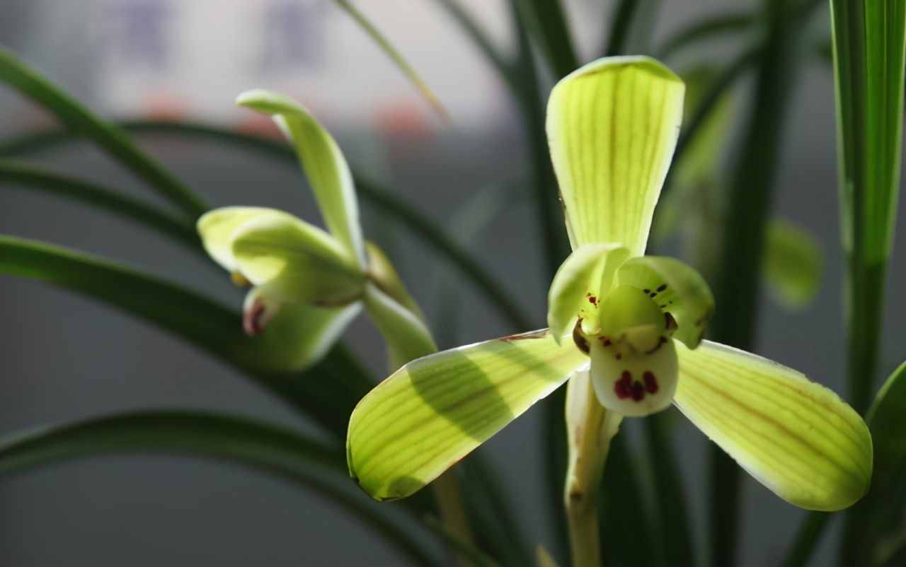 六月份中旬了，什么蘭花品種會開花？