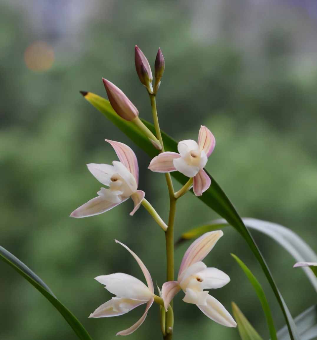 六月份中旬了，什么蘭花品種會開花？