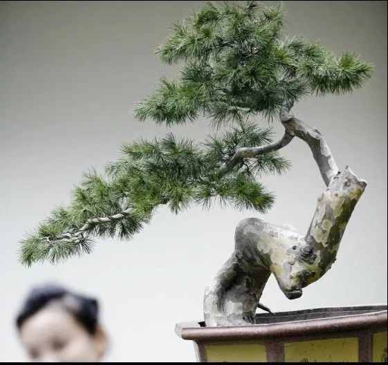 退休之后，家中養(yǎng)4款盆景，不僅修身養(yǎng)性，養(yǎng)成老樁后更值錢