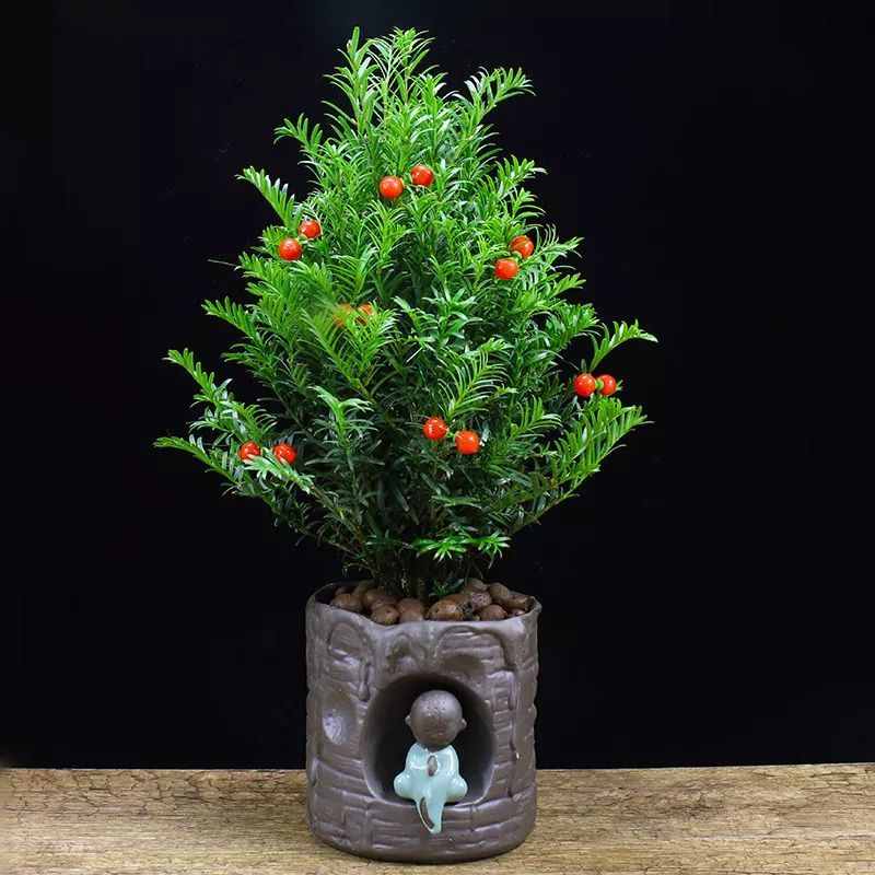 退休之后，家中養(yǎng)4款盆景，不僅修身養(yǎng)性，養(yǎng)成老樁后更值錢