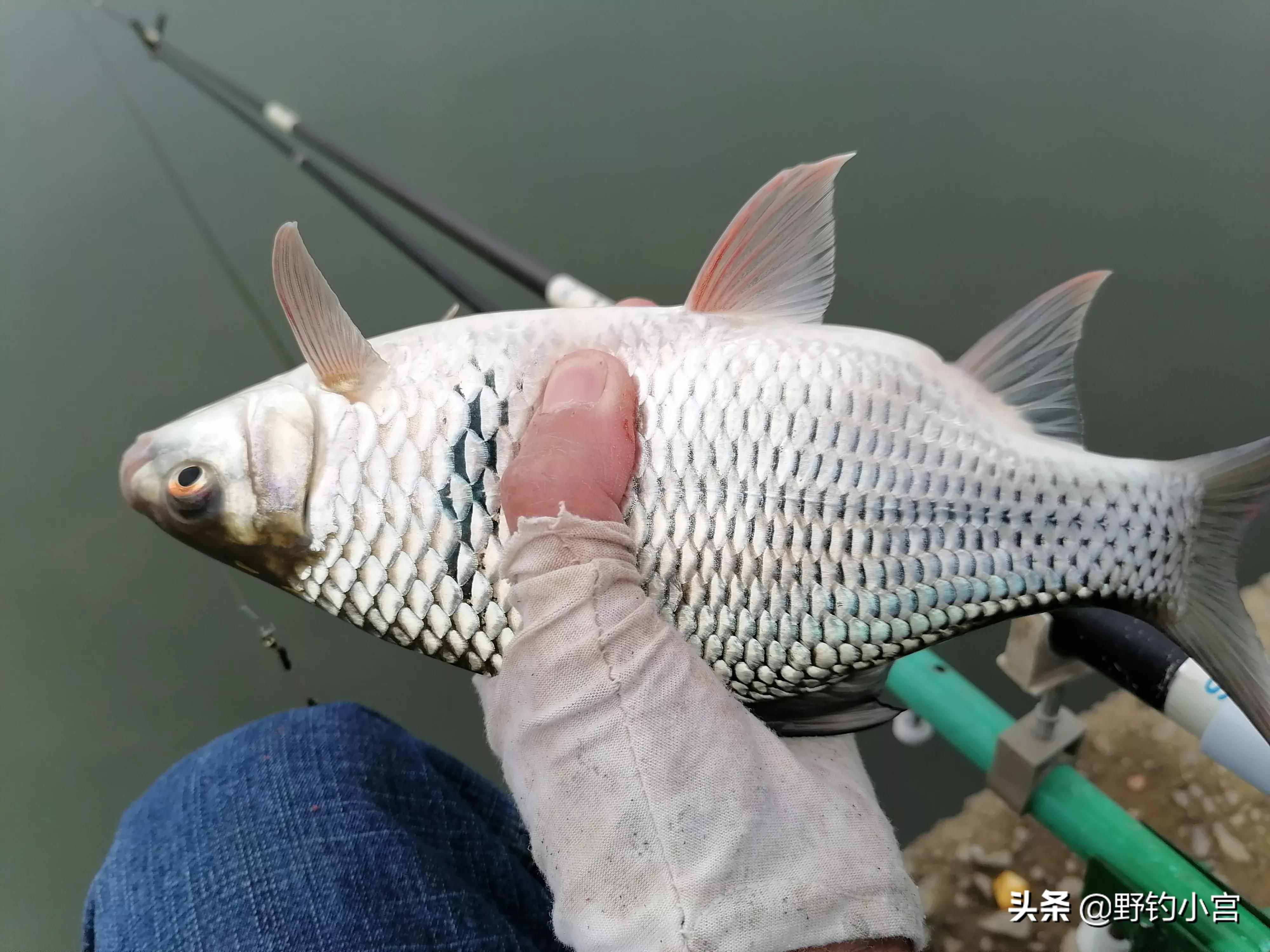 臺(tái)釣學(xué)會(huì)看漂相抓口，魚(yú)獲比別人多一半，不信看完評(píng)論區(qū)見(jiàn)