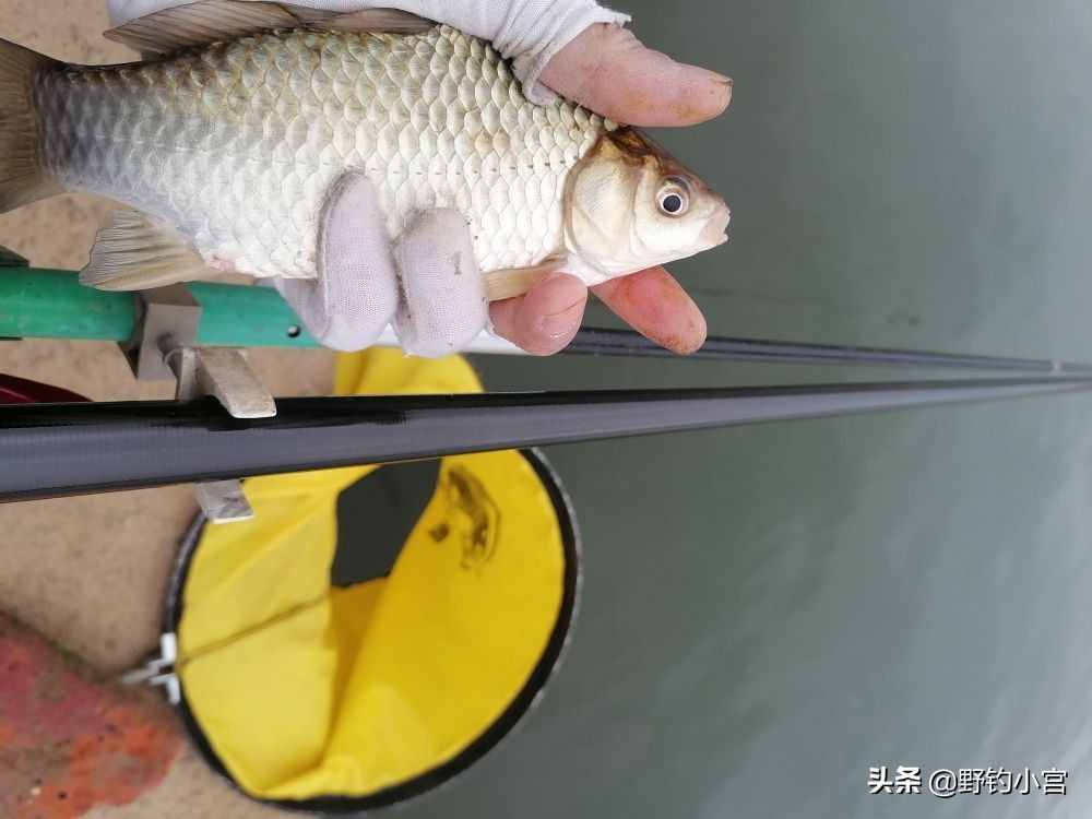 臺(tái)釣學(xué)會(huì)看漂相抓口，魚(yú)獲比別人多一半，不信看完評(píng)論區(qū)見(jiàn)