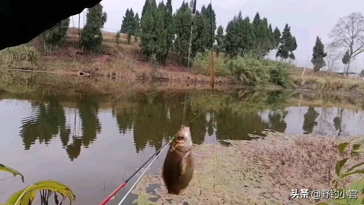 臺(tái)釣學(xué)會(huì)看漂相抓口，魚(yú)獲比別人多一半，不信看完評(píng)論區(qū)見(jiàn)