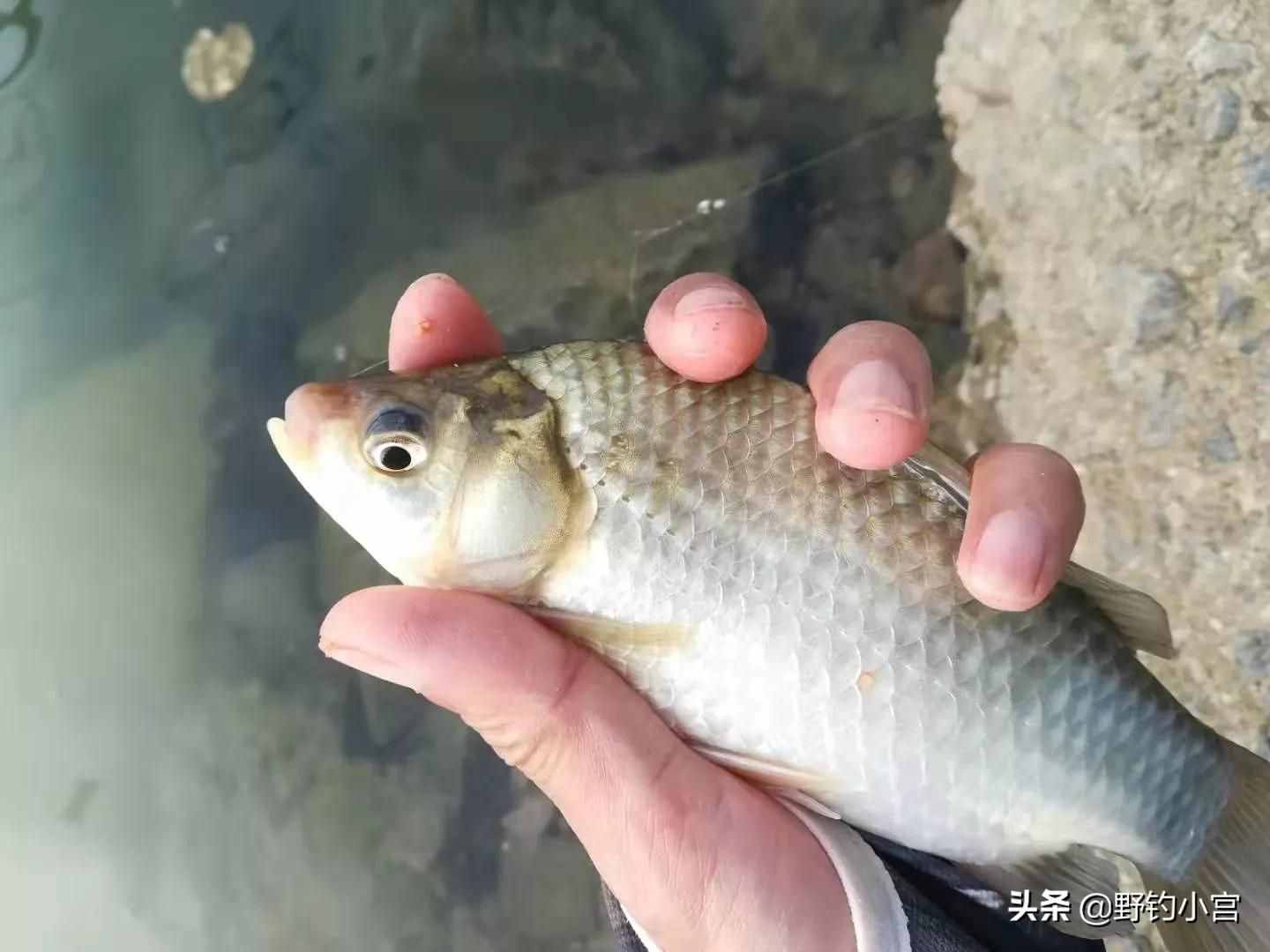 臺(tái)釣學(xué)會(huì)看漂相抓口，魚(yú)獲比別人多一半，不信看完評(píng)論區(qū)見(jiàn)