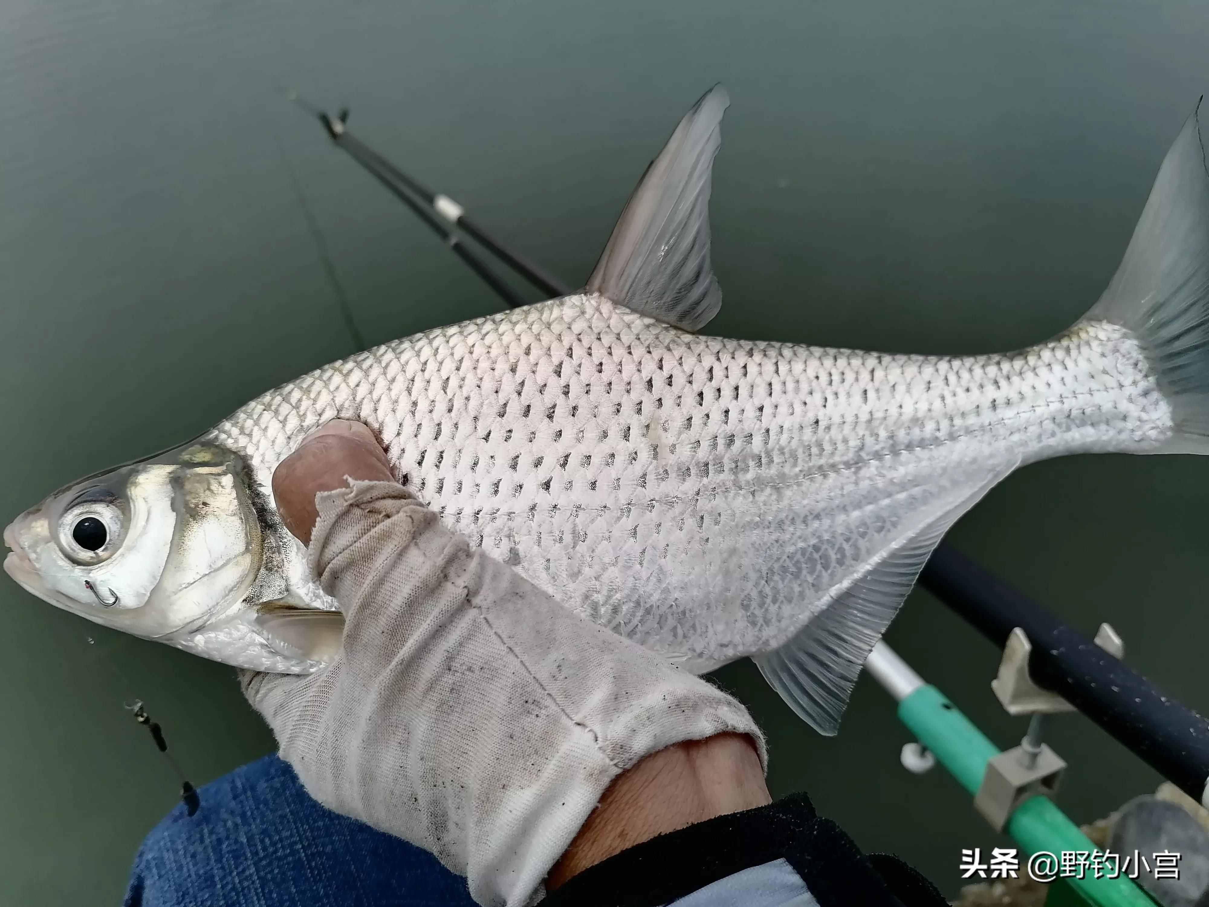 臺(tái)釣學(xué)會(huì)看漂相抓口，魚(yú)獲比別人多一半，不信看完評(píng)論區(qū)見(jiàn)